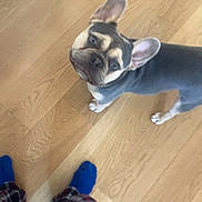 Panchito is registered to the contest to win money with this photo: dog, french_bulldog, pet, indoor, wooden_floor, flooring, ears, looking_up, curious, standing, blue_socks, plaid_pajamas, person_feet, paws, animal, companion, domestic, canine, house, casual