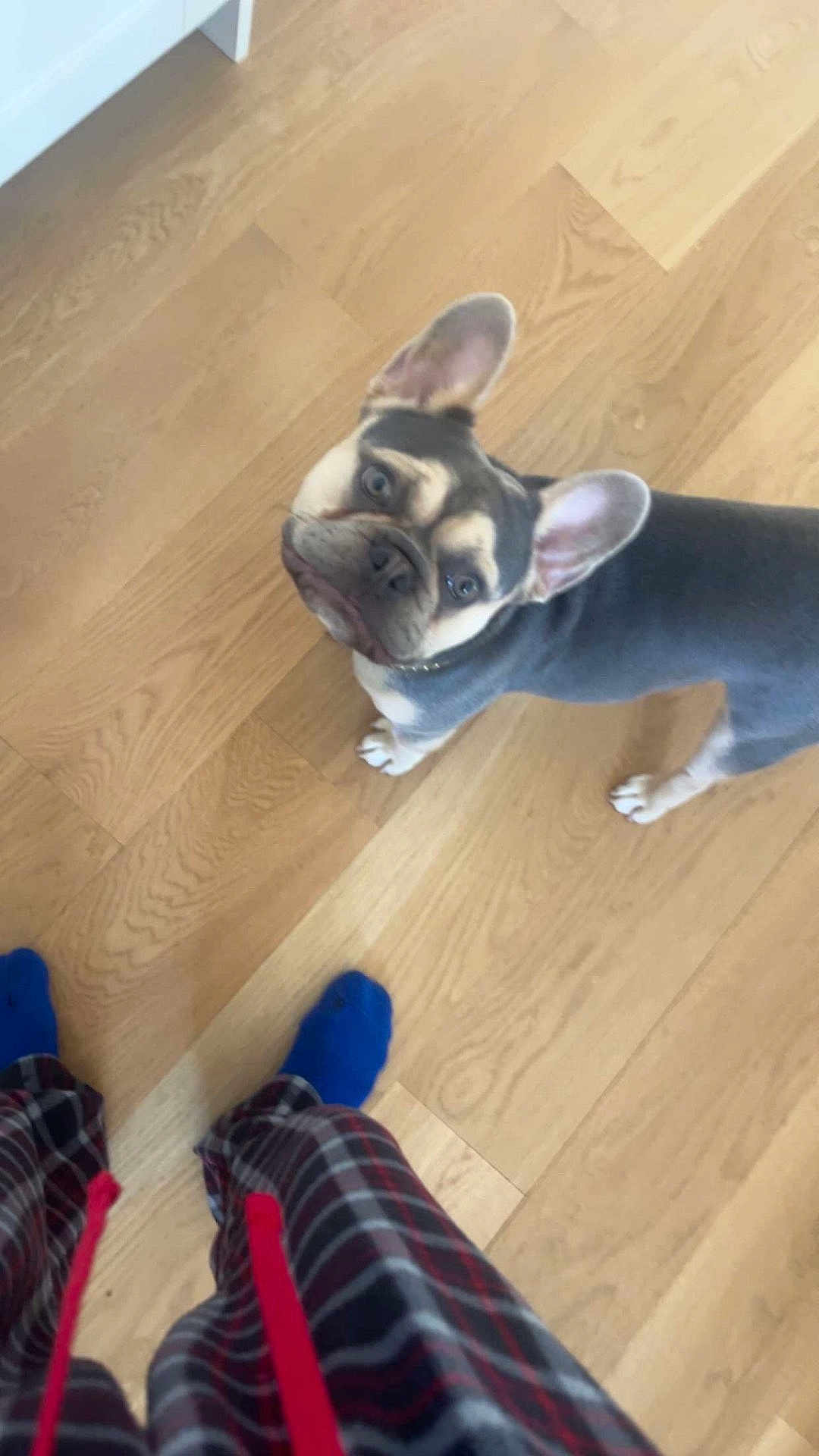 Panchito is registered to the contest to win money with this photo: dog, french_bulldog, pet, indoor, wooden_floor, flooring, ears, looking_up, curious, standing, blue_socks, plaid_pajamas, person_feet, paws, animal, companion, domestic, canine, house, casual