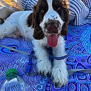 Achille participe au concours pour gagner de l'argent avec cette photo : animal, blanket, brown_fur, close_up, dog, happy, leash, outdoor, patterned_blanket, pet, portrait, puppy, relaxing, spotted_nose, striped_clothing, summer, sunlight, tongue_out, water_bottle, white_fur