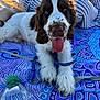 animal, blanket, brown_fur, close_up, dog, happy, leash, outdoor, patterned_blanket, pet, portrait, puppy, relaxing, spotted_nose, striped_clothing, summer, sunlight, tongue_out, water_bottle, white_fur