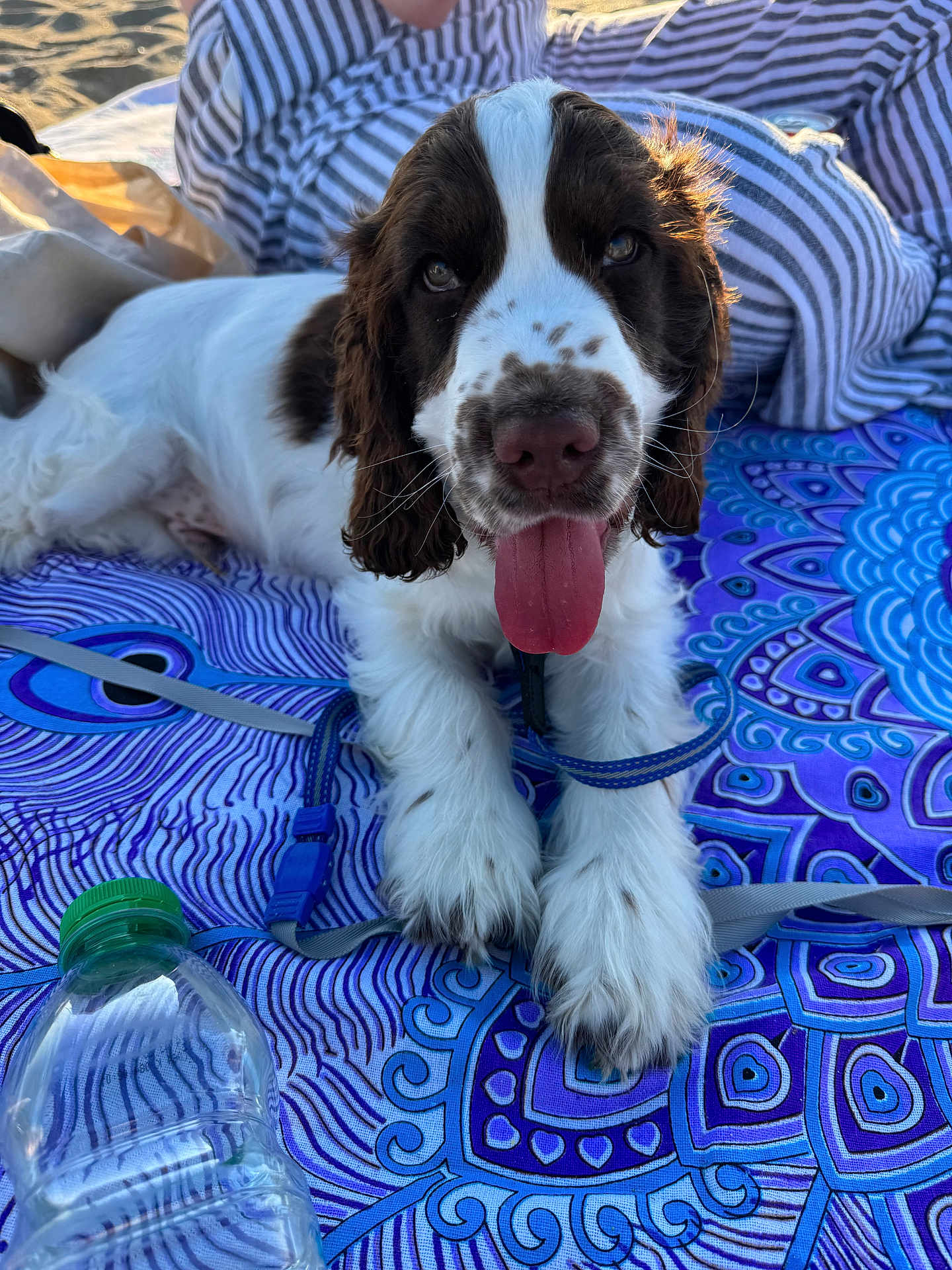 Achille