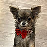 dog, small_dog, bow_tie, red_bow, pet, animal, indoor, wooden_floor, cute, fluffy, fur, ears, face, collar, standing, looking, domestic_animal, companion, adorable, closeup