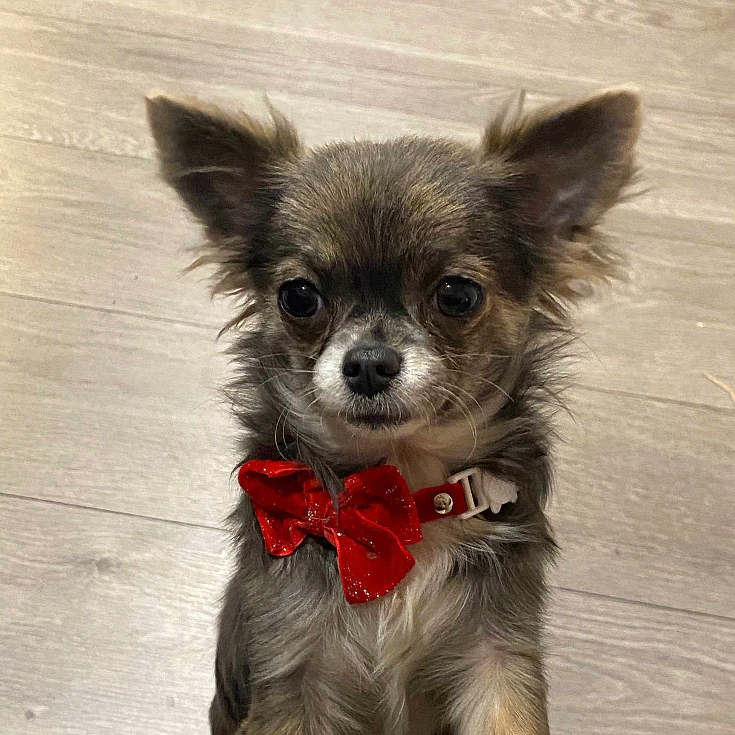 Sumi participe au concours pour gagner de l'argent avec cette photo : dog, small_dog, bow_tie, red_bow, pet, animal, indoor, wooden_floor, cute, fluffy, fur, ears, face, collar, standing, looking, domestic_animal, companion, adorable, closeup