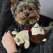 Thorn a rejoint le concours — aidez-le/la à gagner de superbes lots ! black_fur, blanket, bracelet, brown_fur, comfort, cozy, cute, dog, domestic_animal, expression, fur, hand, indoor, pet, resting, small_dog, soft_texture, stuffed_animal, toy, yorkshire_terrier