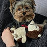 black_fur, blanket, bracelet, brown_fur, comfort, cozy, cute, dog, domestic_animal, expression, fur, hand, indoor, pet, resting, small_dog, soft_texture, stuffed_animal, toy, yorkshire_terrier