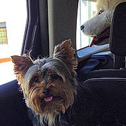 Thorn a rejoint le concours — aidez-le/la à gagner de superbes lots ! dog, small_dog, fluffy_dog, white_dog, car_interior, car_seat, window, sunlight, pet, animal, tongue_out, happy, portrait, side_view, travel, transportation, canine, companion, pets_in_car, domestic_animal