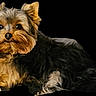 Thorn participe au concours pour gagner de l'argent avec cette photo : dog, yorkshire_terrier, pet, animal, fluffy, cute, portrait, lying_down, black_background, fur, small_dog, dog_face, alert, domestic_animal, companion, canine, mammal, adorable, well_groomed, studio_style