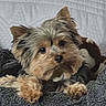 Thorn participe au concours pour gagner de l'argent avec cette photo : adorable, animal, bed, blanket, canine, comfort, companion, cozy, cute, cute_pet, dog, fluffy, fur, indoors, pet, relaxed, resting, sleepy, small_dog, snuggled