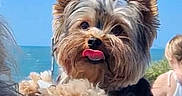 Thorn a rejoint le concours — aidez-le/la à gagner de superbes lots ! animal, beach, blue_sky, blurred_background, canine, companion, cute, dog, ears, fluffy_fur, fur, happy, ocean, outdoor, person, pet_carrier, small_dog, summer, sunny, tongue_out