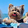 Thorn a rejoint le concours — aidez-le/la à gagner de superbes lots ! dog, small_dog, fluffy_fur, tongue_out, blue_sky, ocean, pet_carrier, outdoor, cute, animal, canine, summer, beach, person, blurred_background, sunny, happy, companion, fur, ears