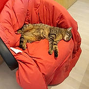 Tigrette a rejoint le concours — aidez-le/la à gagner de superbes lots ! cat, tabby, sleeping, bean_bag, red, furniture, indoor, pet, cozy, relaxed, fur, animal, resting, paw, whiskers, cute, domestic, mammal, striped, home