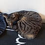 cat, tabby, sleeping, curled_up, fur, indoor, resting, animal, pet, cozy, denim_jacket, black_fabric, white_print, quiet, cute, feline, peaceful, relaxed, whiskers, nap