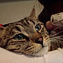 cat, tabby_cat, close_up, green_eyes, whiskers, fur, pet, resting, indoor, human_arm, pillow, comfort, relaxed, animal, face, ears, nose, person, soft_lighting, blurred_background