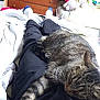 cat, tabby_cat, sleeping, legs, person, bed, blanket, pajamas, dresser, plush_toy, stuffed_animal, indoor, resting, cozy, casual, home, relaxation, feline, striped_cat, comfortable