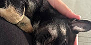 Gucci a rejoint le concours — aidez-le/la à gagner de superbes lots ! puppy, sleeping, hand, black_fur, person, lap, tattoo, closeup, couch, relaxation, indoor, pet, companion, cute, animal, fur, resting, domestic, calm, comfort