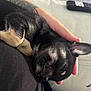 puppy, sleeping, hand, black_fur, person, lap, tattoo, closeup, couch, relaxation, indoor, pet, companion, cute, animal, fur, resting, domestic, calm, comfort