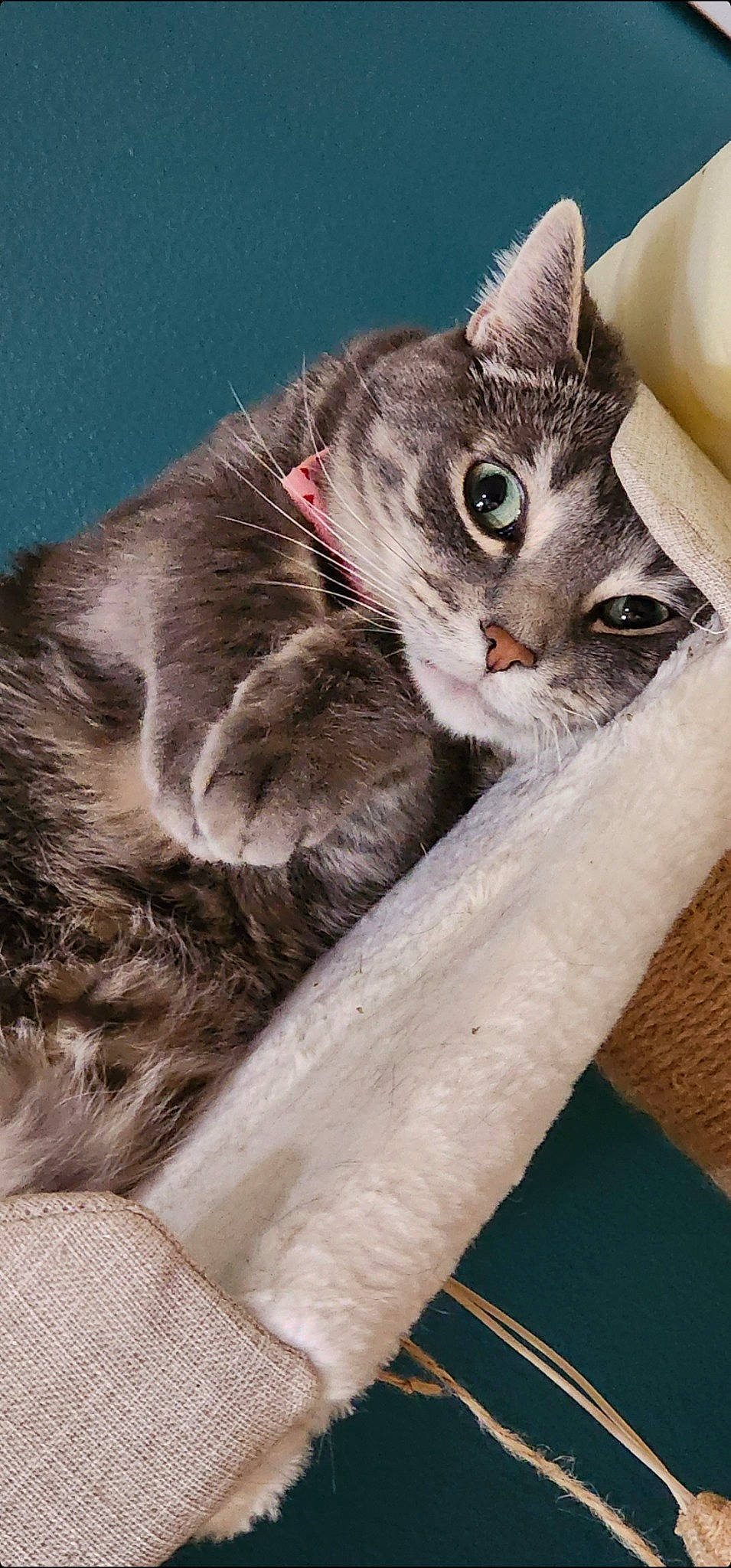 Stubby is registered to the contest to win money with this photo: carnivore, cat, cat_supply, claw, comfort, domestic_short_haired_cat, felidae, fur, paw, photo_caption, plant, small_to_medium_sized_cats, snout, tail, whiskers