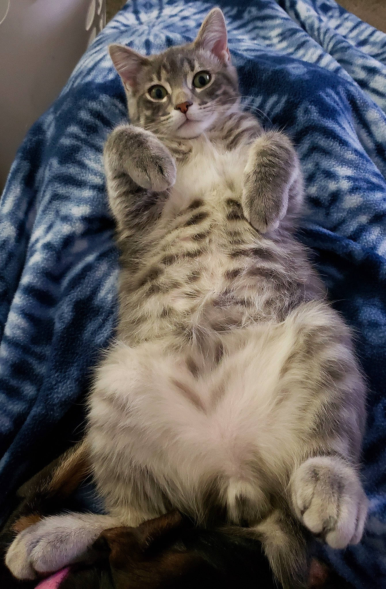 Stubby joined the competition — help win amazing prizes! american_shorthair, american_wirehair, asian, carnivore, cat, claw, domestic_short_haired_cat, dragon_li, egyptian_mau, european_shorthair, eye, felidae, fur, kitten, mammal, paw, small_to_medium_sized_cats, tabby_cat, vertebrate, whiskers