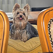 Tino Delcroix a rejoint le concours — aidez-le/la à gagner de superbes lots ! dog, yorkshire_terrier, pet, tongue_out, fur, hair_clip, indoor, blanket, wooden_chair, furniture, curtains, table, cozy, small_dog, cute, animal, domestic, companion, relaxing, portrait