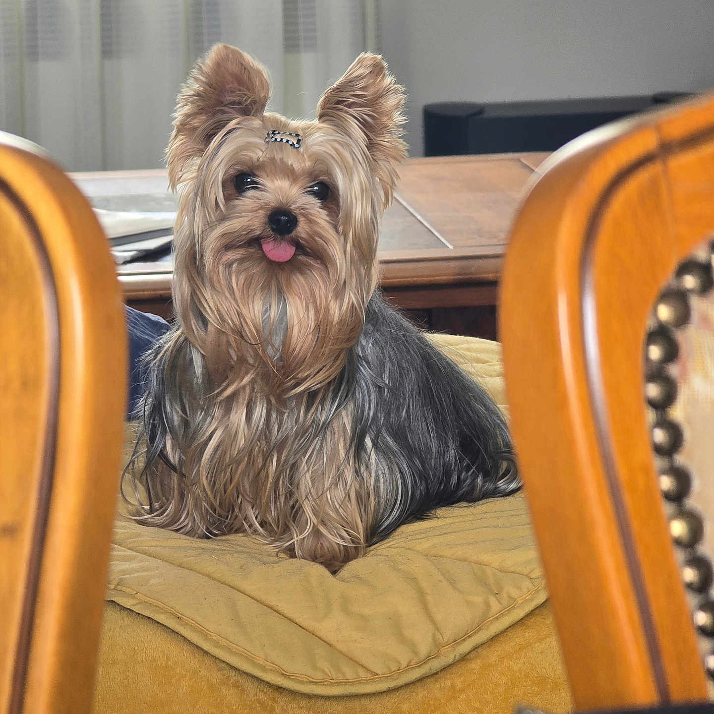 Tino Delcroix a rejoint le concours — aidez-le/la à gagner de superbes lots ! animal, blanket, companion, cozy, curtains, cute, dog, domestic, fur, furniture, hair_clip, indoor, pet, portrait, relaxing, small_dog, table, tongue_out, wooden_chair, yorkshire_terrier