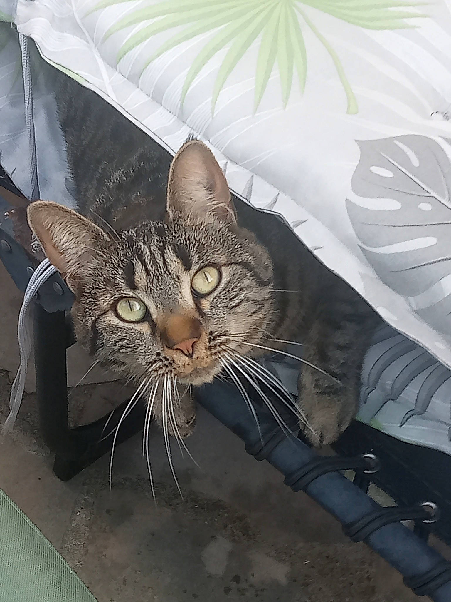 Lila a rejoint le concours — aidez-le/la à gagner de superbes lots ! carnivore, cat, comfort, domestic_short_haired_cat, fashion_accessory, felidae, fur, pattern, paw, small_to_medium_sized_cats, tail, terrestrial_animal, tints_and_shades, umbrella, visual_arts, whiskers, wildlife