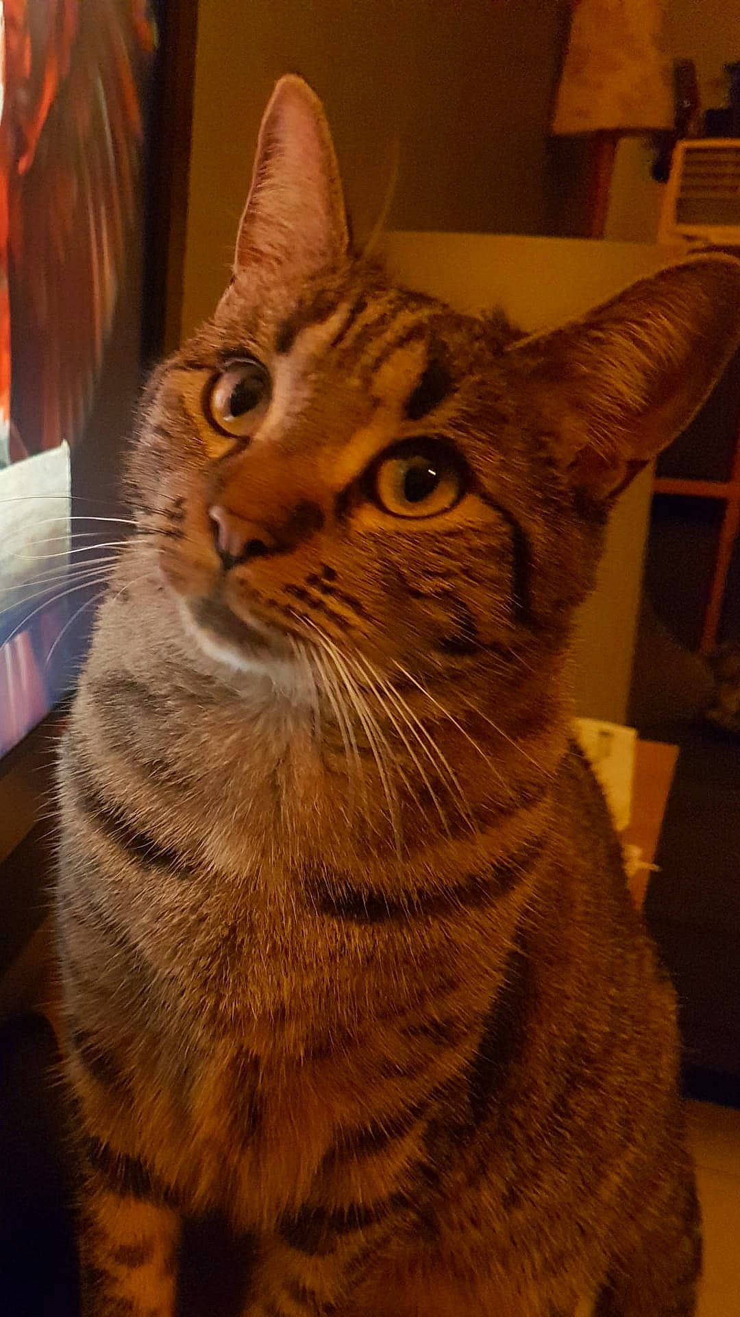 Lila participe au concours pour gagner de l'argent avec cette photo : art, carnivore, cat, domestic_short_haired_cat, felidae, fur, small_to_medium_sized_cats, snout, tail, terrestrial_animal, whiskers, window, wood