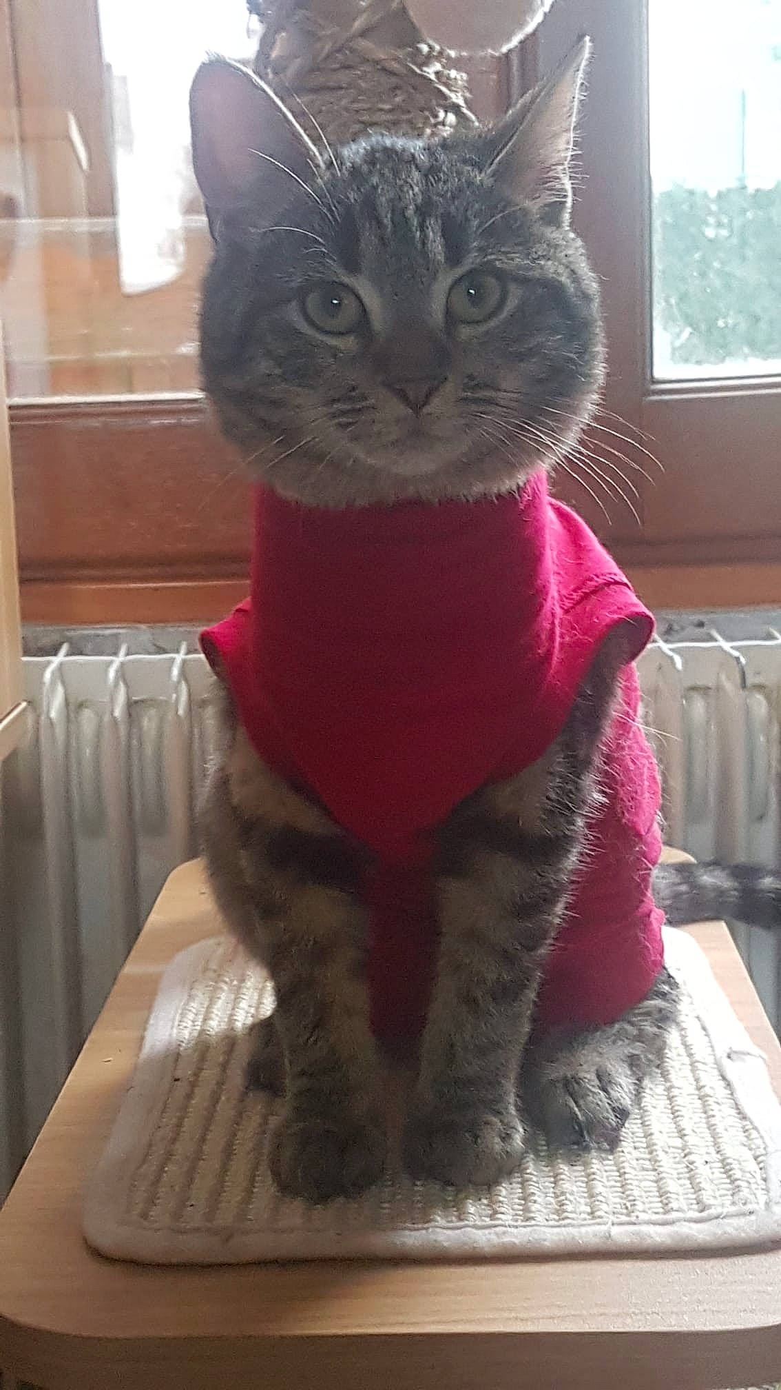 Lila a rejoint le concours — aidez-le/la à gagner de superbes lots ! carnivore, cat, desk, domestic_short_haired_cat, fawn, felidae, flooring, fur, grey, knitting, magenta, paw, sitting, small_to_medium_sized_cats, snout, tail, terrestrial_animal, whiskers, window, wool