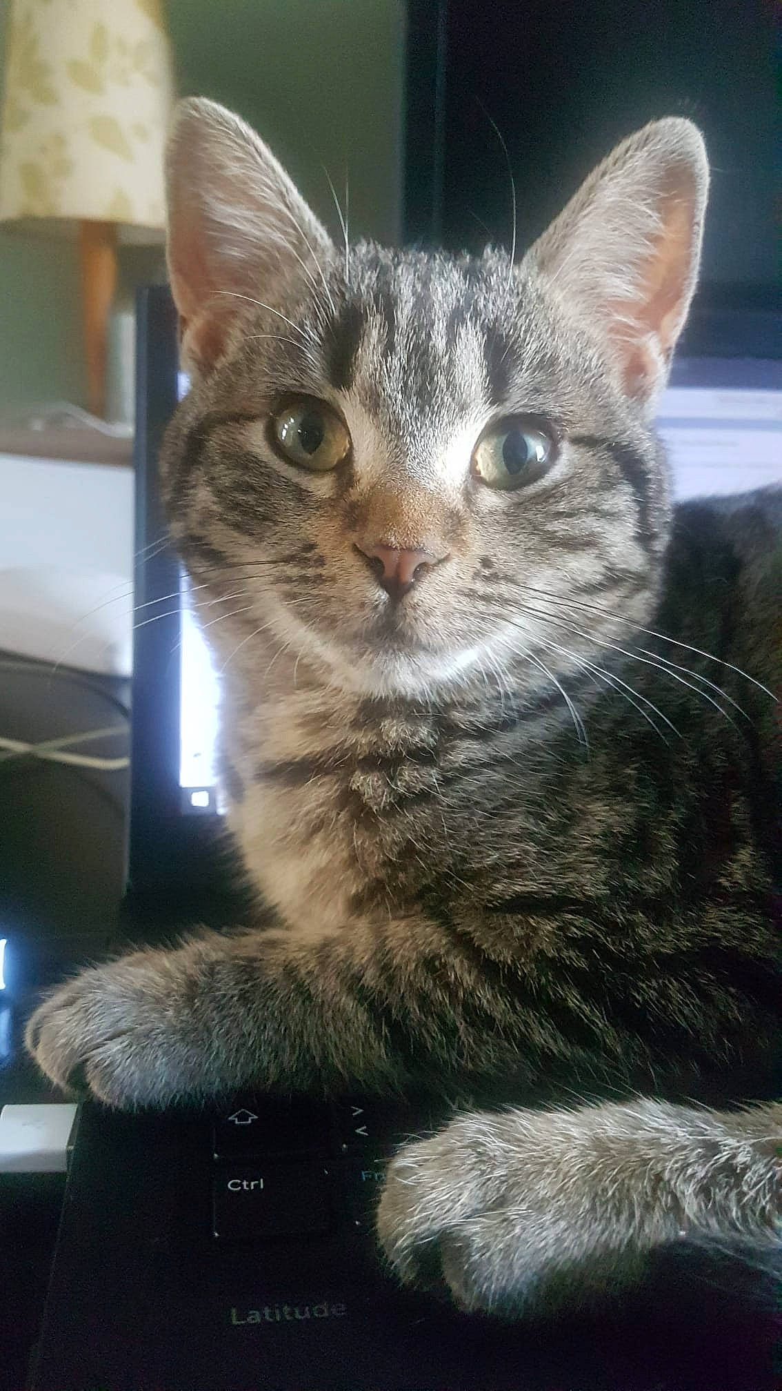 Lila a rejoint le concours — aidez-le/la à gagner de superbes lots ! carnivore, cat, claw, domestic_short_haired_cat, felidae, fur, iris, paw, small_to_medium_sized_cats, snout, terrestrial_animal, whiskers