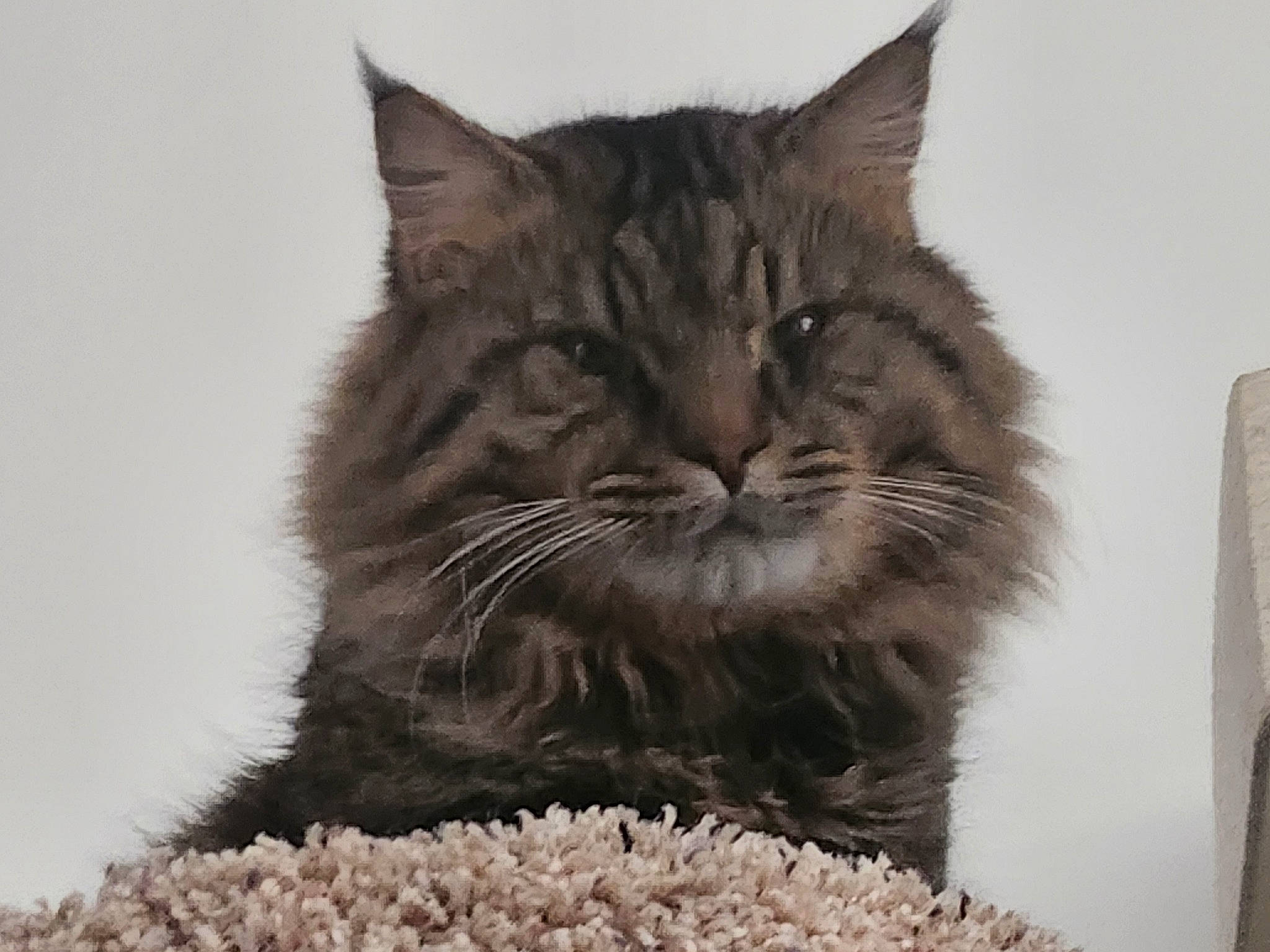 Audi is registered to the contest to win money with this photo: carnivore, cat, cat_supply, claw, domestic_short_haired_cat, felidae, fur, grey, monochrome_photography, paw, small_to_medium_sized_cats, snout, terrestrial_animal, whiskers