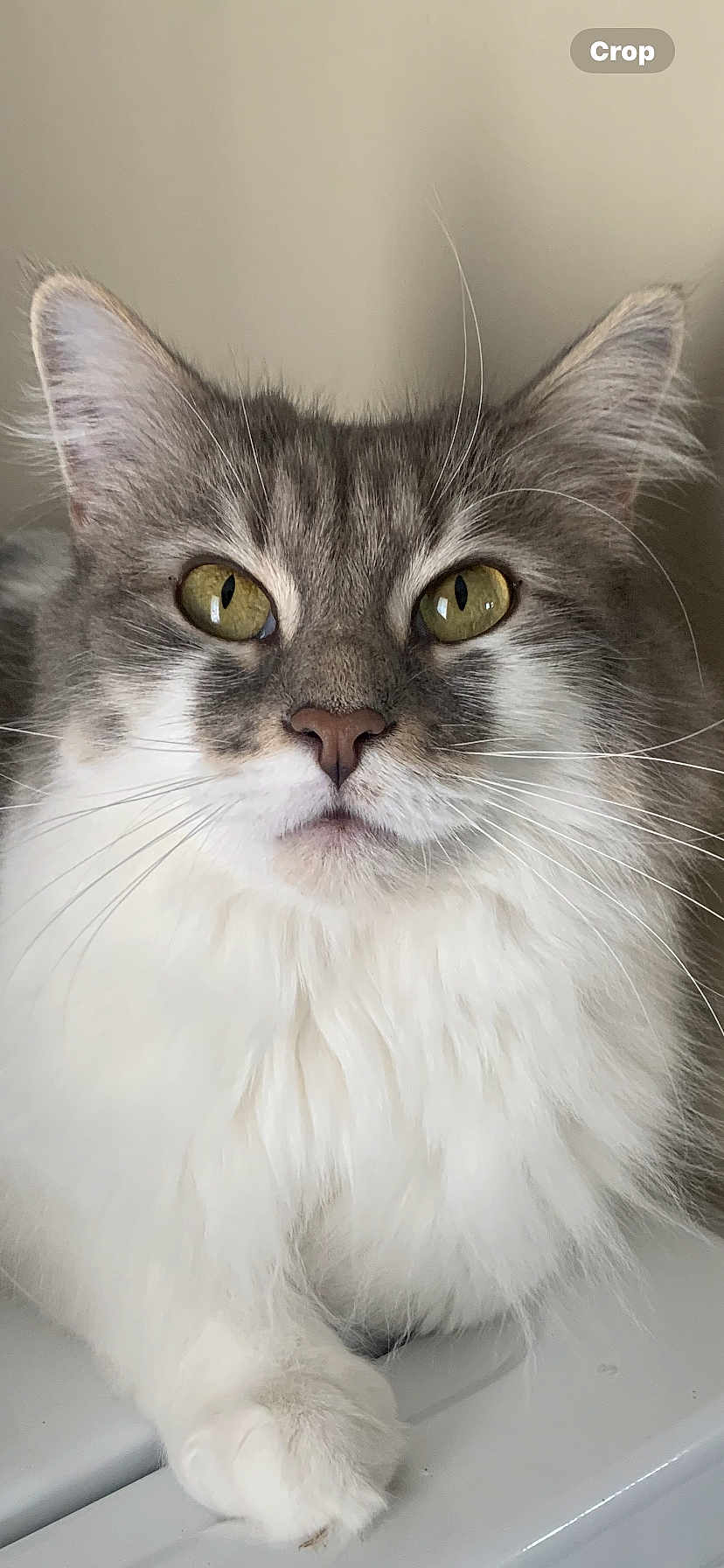 Mazie Grace is registered to the contest to win money with this photo: cat, fluffy, yellow_eyes, close_up, pet, animal, whiskers, fur, portrait, indoor, cute, feline, mammal, domestic_animal, relaxed, white_fur, gray_fur, paw, face, looking