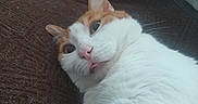 Miette Miette participe au concours pour gagner de l'argent avec cette photo : animal, brown_background, cat, close_up, cute, domestic_cat, face, feline, fur, indoor, lying_down, orange_and_white, pet, pink_nose, relaxed, resting, soft_texture, tongue_out, whiskers, wide_eyes
