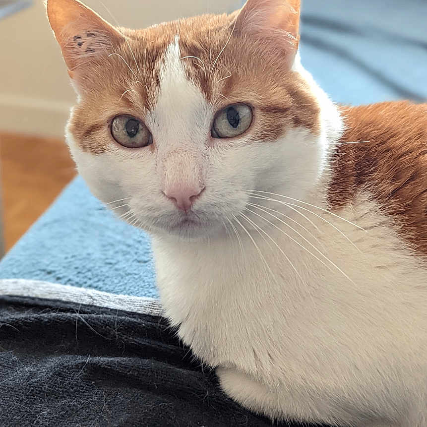 Miette Miette participe au concours pour gagner de l'argent avec cette photo : animal, blue_couch, cat, close_up, couch, cozy, cute, domestic, ears, feline, fur, home, indoor, looking_at_camera, orange_and_white, pet, portrait, relaxed, resting, whiskers