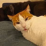 Miette Miette participe au concours pour gagner de l'argent avec cette photo : animal, black_dog, blanket, cat, closeup, collar, companion, cozy, cute, dog, friendship, fur, indoor, orange_cat, pet, relaxed, resting, sleepy, tongue_out, white_cat