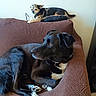 dog, black_dog, small_dog, couch, brown_couch, pillow, indoor, relaxing, resting, pet, animal, sleepy, fur, companion, domestic_animal, side_view, two_animals, living_room, comfort, quiet