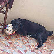 Rufus a rejoint le concours — aidez-le/la à gagner de superbes lots ! dog, black_dog, soccer_ball, floor, tiled_floor, chair, wooden_chair, indoor, resting, pet, animal, paw, head, wall, leisure, play, quiet, calm, relaxed, domestic
