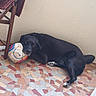 dog, black_dog, soccer_ball, floor, tiled_floor, chair, wooden_chair, indoor, resting, pet, animal, paw, head, wall, leisure, play, quiet, calm, relaxed, domestic