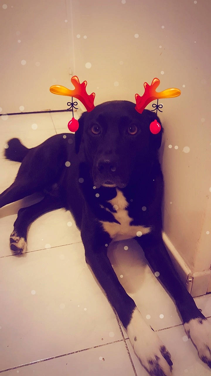 Rufus