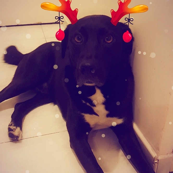 Rufus
