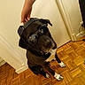 dog, black_dog, sunglasses, cap, hand, indoor, wooden_floor, parquet_floor, white_paws, pet, sitting, footwear, sneakers, person, casual, relaxed, cool, accessory, flooring, door
