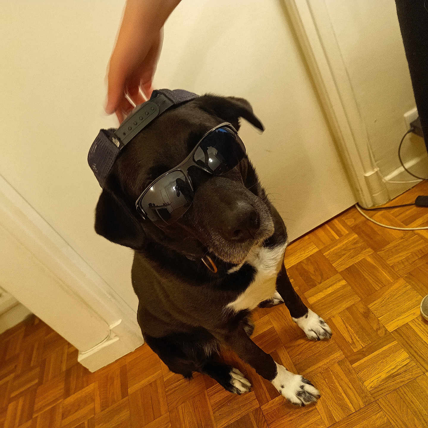 Rufus