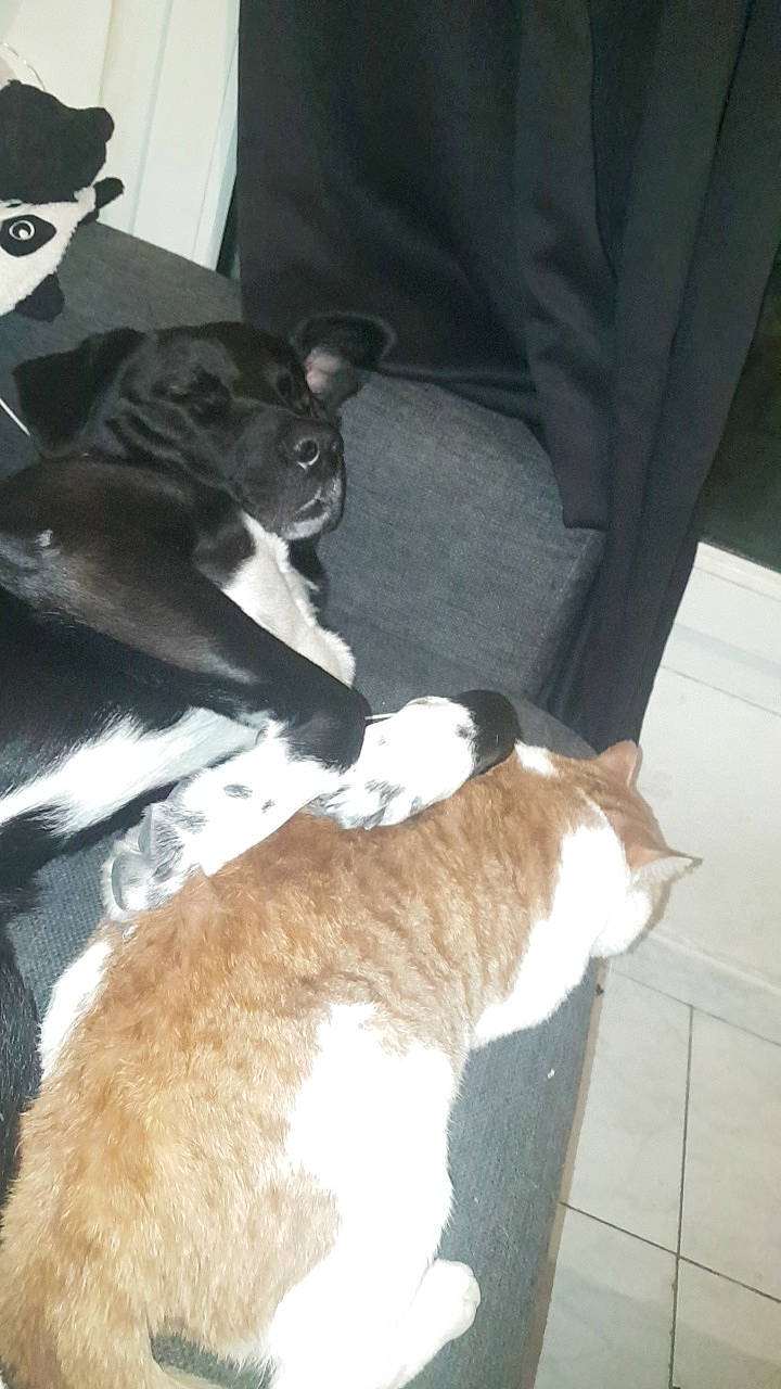 Rufus a rejoint le concours — aidez-le/la à gagner de superbes lots ! canidae, car_seat, carnivore, comfort, companion_dog, dog, dog_breed, fawn, fur, liver, mammal, non_sporting_group, small_to_medium_sized_cats, snout, tail, terrestrial_animal, vertebrate, working_animal