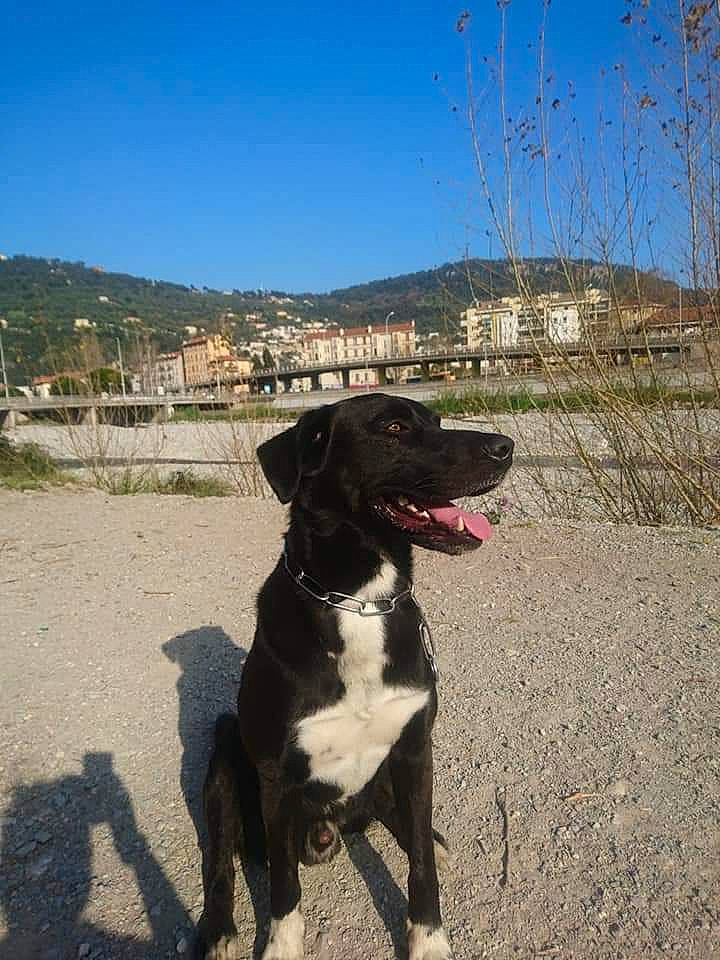 Rufus a rejoint le concours — aidez-le/la à gagner de superbes lots ! borador, canidae, carnivore, collar, companion_dog, dog, dog_breed, dog_collar, gun_dog, mammal, paw, pet_supply, pointing_breed, shadow, snout, sporting_group, tail, working_animal, working_dog