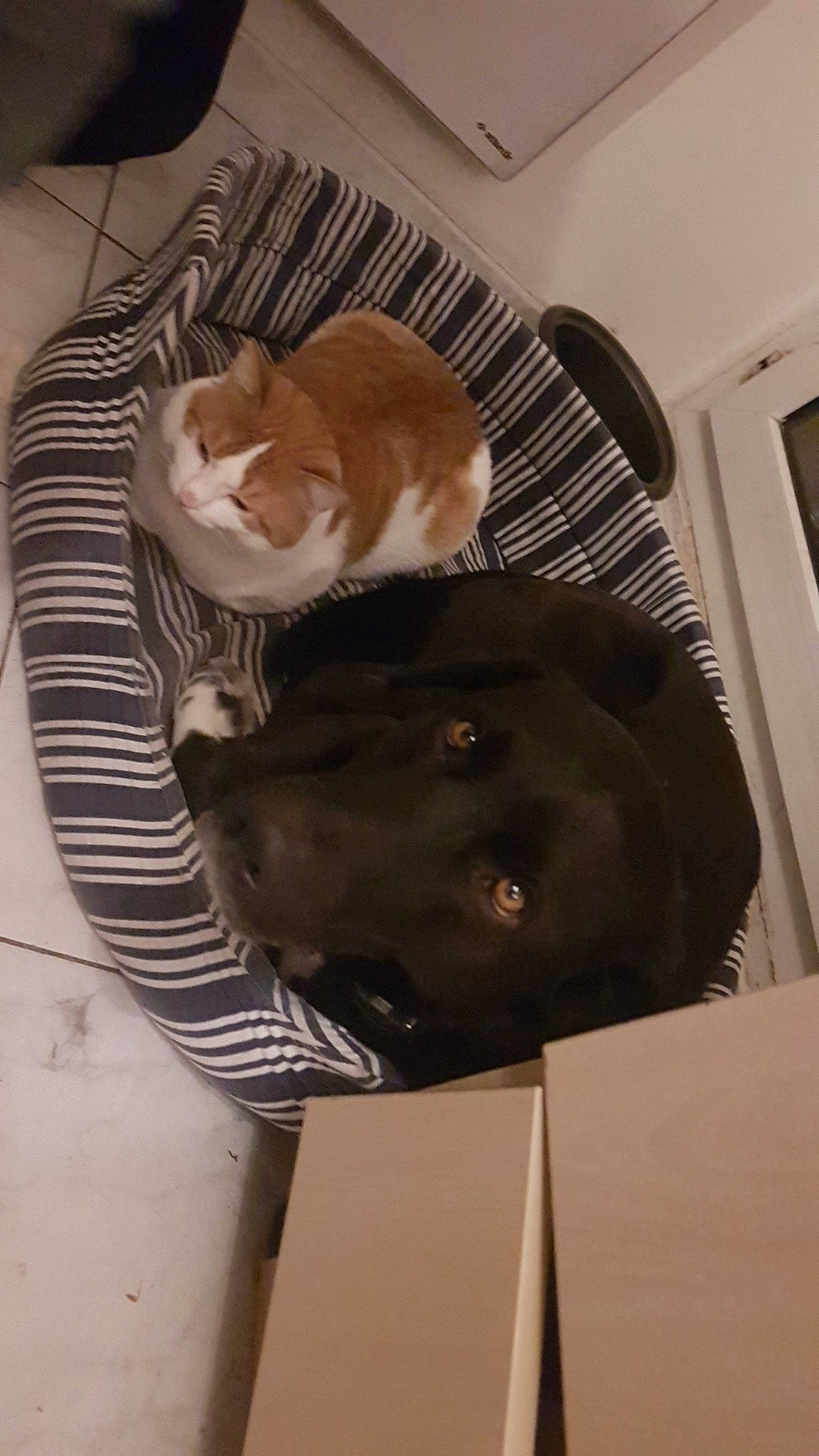 Rufus a rejoint le concours — aidez-le/la à gagner de superbes lots ! carnivore, cat, comfort, companion_dog, dog, dog_breed, felidae, liver, mammal, pet_supply, sleep, small_to_medium_sized_cats, snout, vertebrate, whiskers, working_animal, working_dog