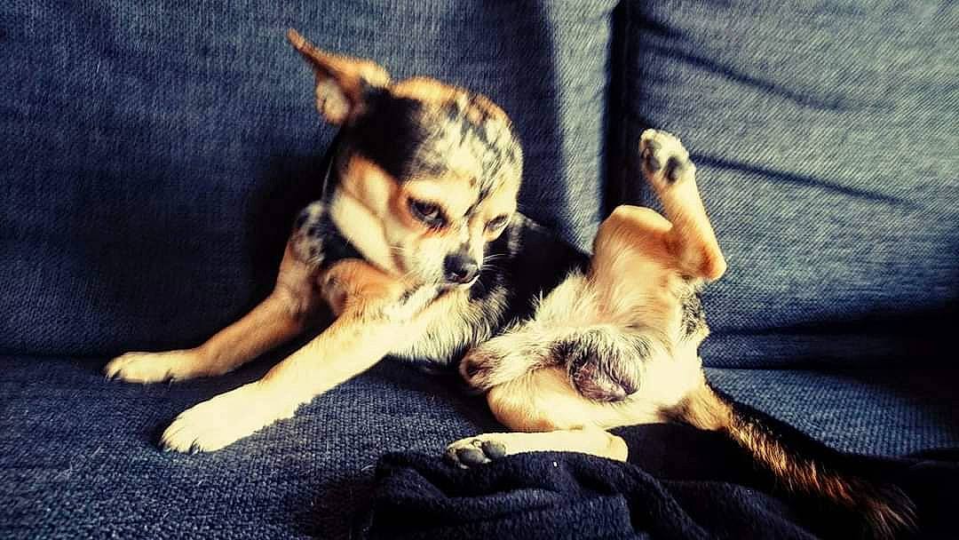 Louky a rejoint le concours — aidez-le/la à gagner de superbes lots ! canidae, carnivore, chihuahua, comfort, companion_dog, dog, dog_breed, dog_supply, fawn, fur, paw, pet_supply, puppy, puppy_love, snout, sporting_group, toy_dog, working_animal, working_dog