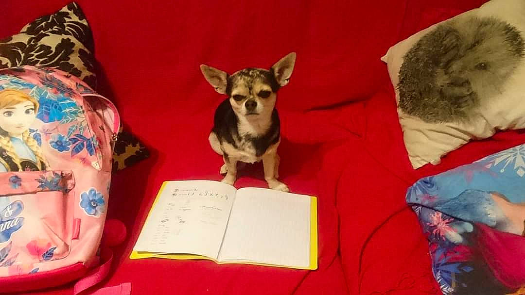 Louky participe au concours pour gagner de l'argent avec cette photo : ancient_dog_breeds, book, canidae, carnivore, dog, dog_breed, dog_supply, fur, paper, paper_product, party_hat, snout, vertebrate, working_animal