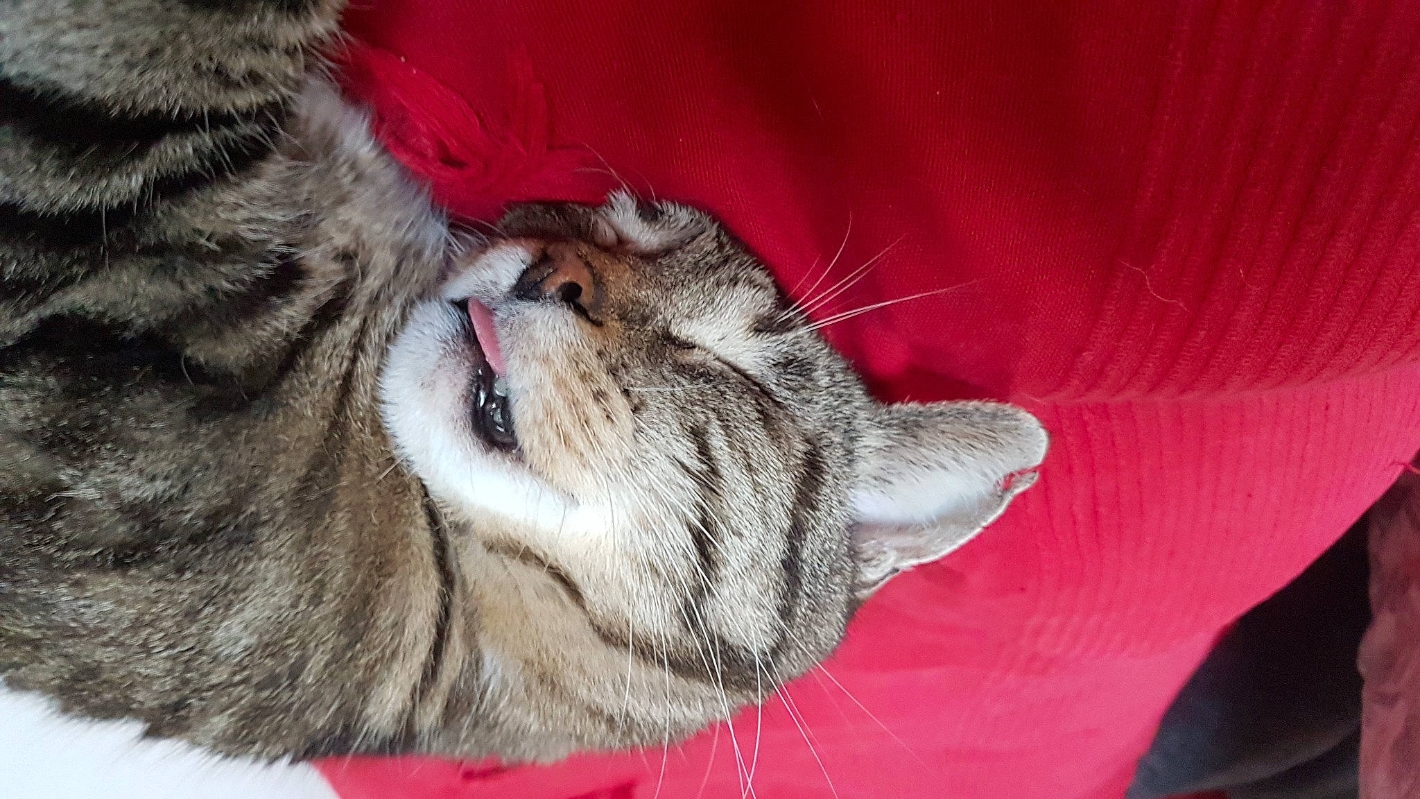 Rikky participe au concours pour gagner de l'argent avec cette photo : carmine, carnivore, cat, close_up, facial_expression, felidae, fur, red, small_to_medium_sized_cats, snout, tabby_cat, terrestrial_animal, tongue, vertebrate, whiskers