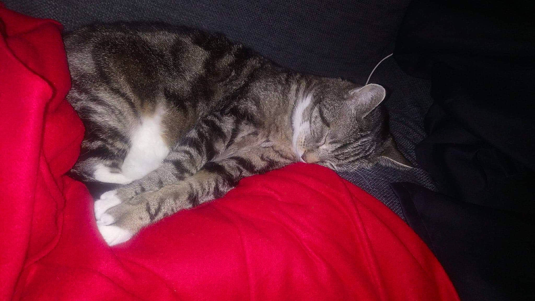 Rikky a rejoint le concours — aidez-le/la à gagner de superbes lots ! carnivore, cat, comfort, felidae, fur, nap, sleep, small_to_medium_sized_cats, tail, whiskers