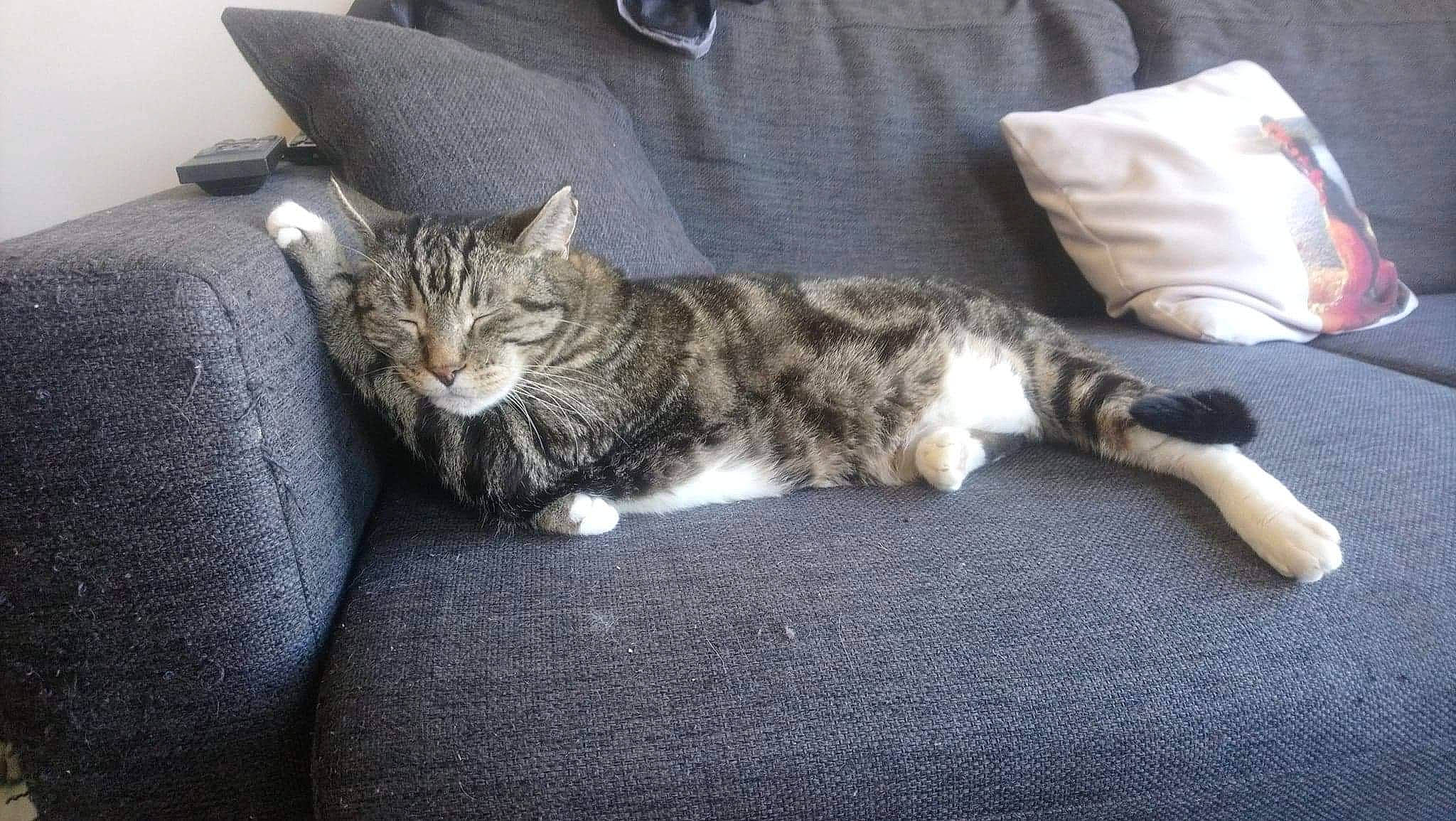 Rikky participe au concours pour gagner de l'argent avec cette photo : carnivore, carpet, cat, comfort, couch, domestic_short_haired_cat, felidae, fur, home_accessories, linens, small_to_medium_sized_cats, tabby_cat, vertebrate, whiskers