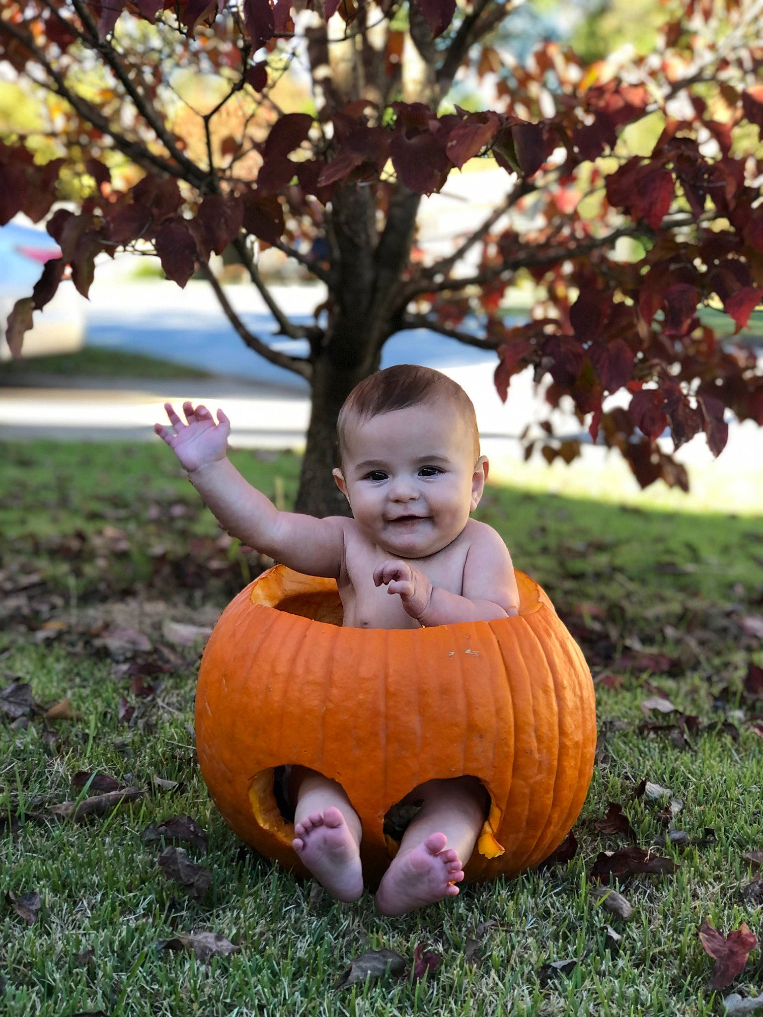 Emmaline is registered to the contest to win money with this photo: botany, calabaza, cucurbita, dress, grass, happy, head, human_body, joy, leaf, leisure, nature, people_in_nature, person, plant, pumpkin, smile, toddler, tree, winter_squash