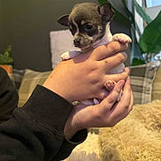 Delilah is registered to the contest to win money with this photo: puppy, dog, hands, indoor, cozy, blanket, plant, living_room, cute, small, pet, furry, young, animal, comfort, domestic, fur, resting, holding, curious